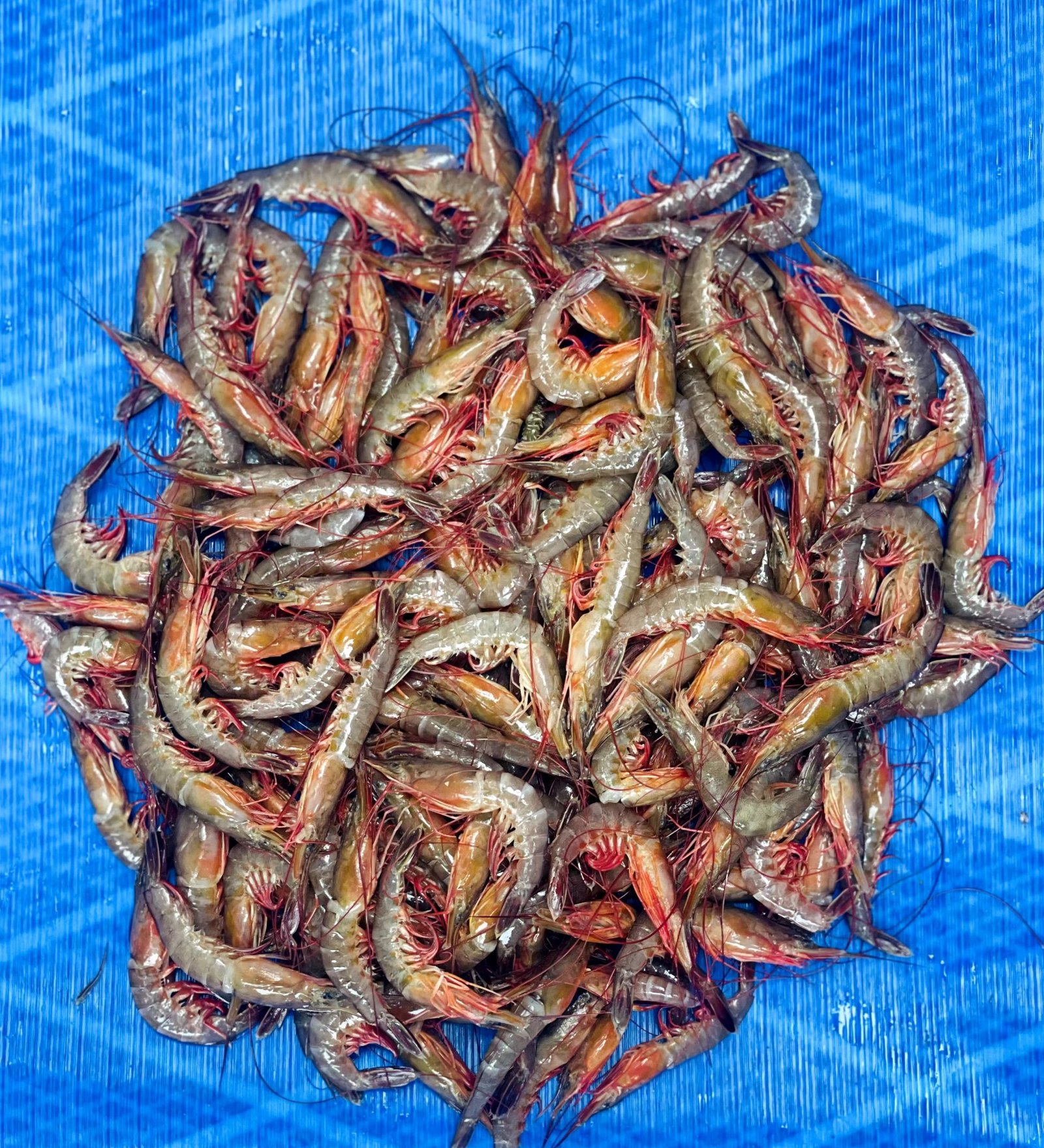 RAW KARIKADI SHRIMP
